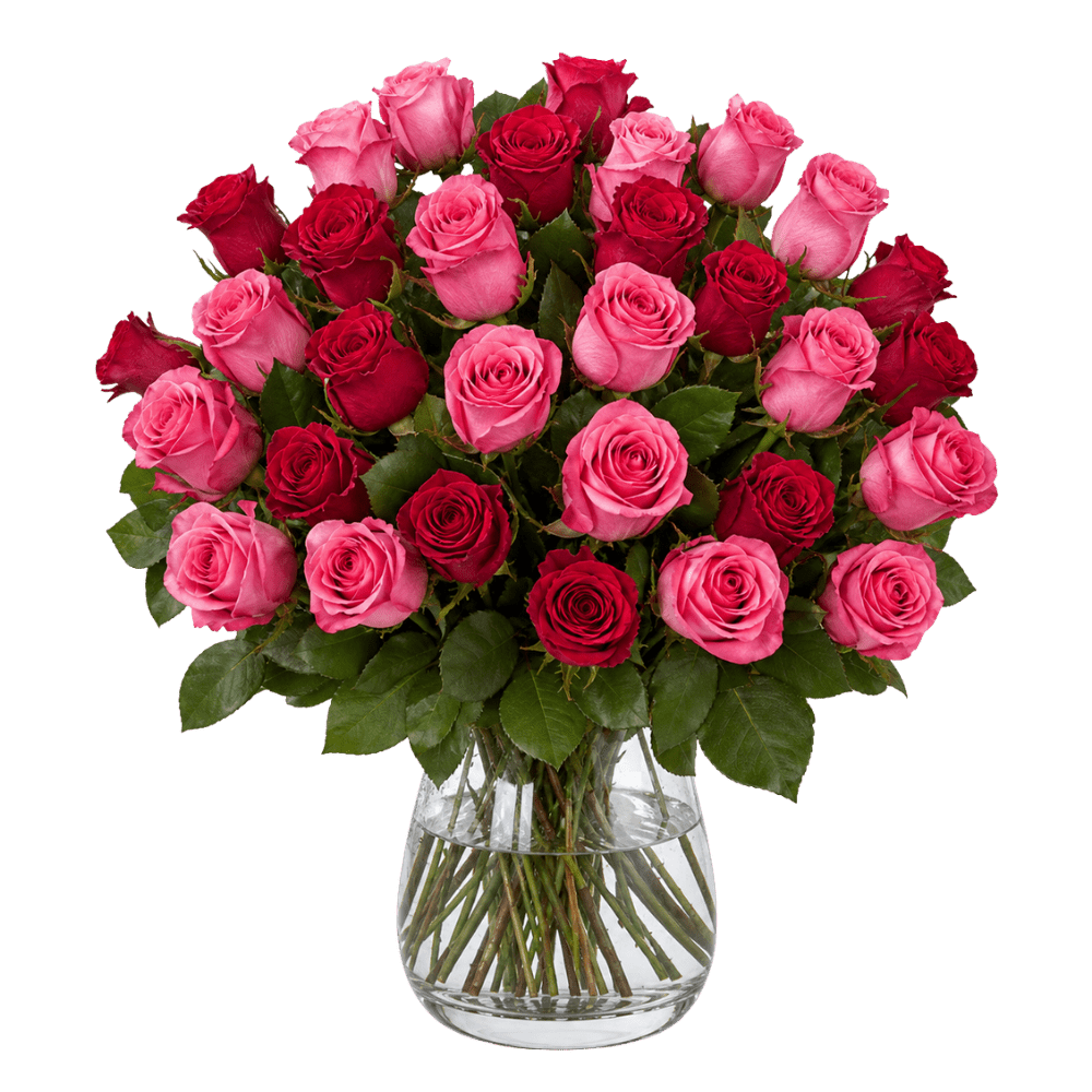 30 Rosen - "Romantic Roses" - Blume Ideal