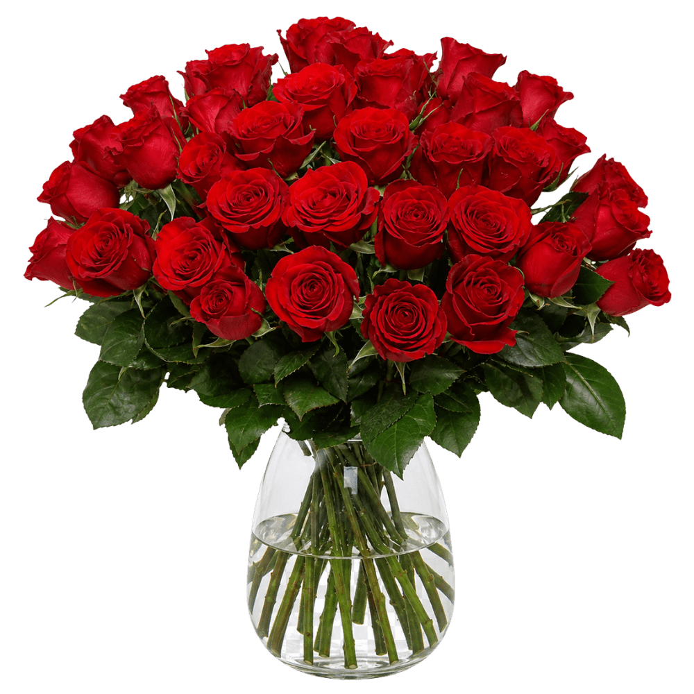 30 rote Rosen - Blume Ideal