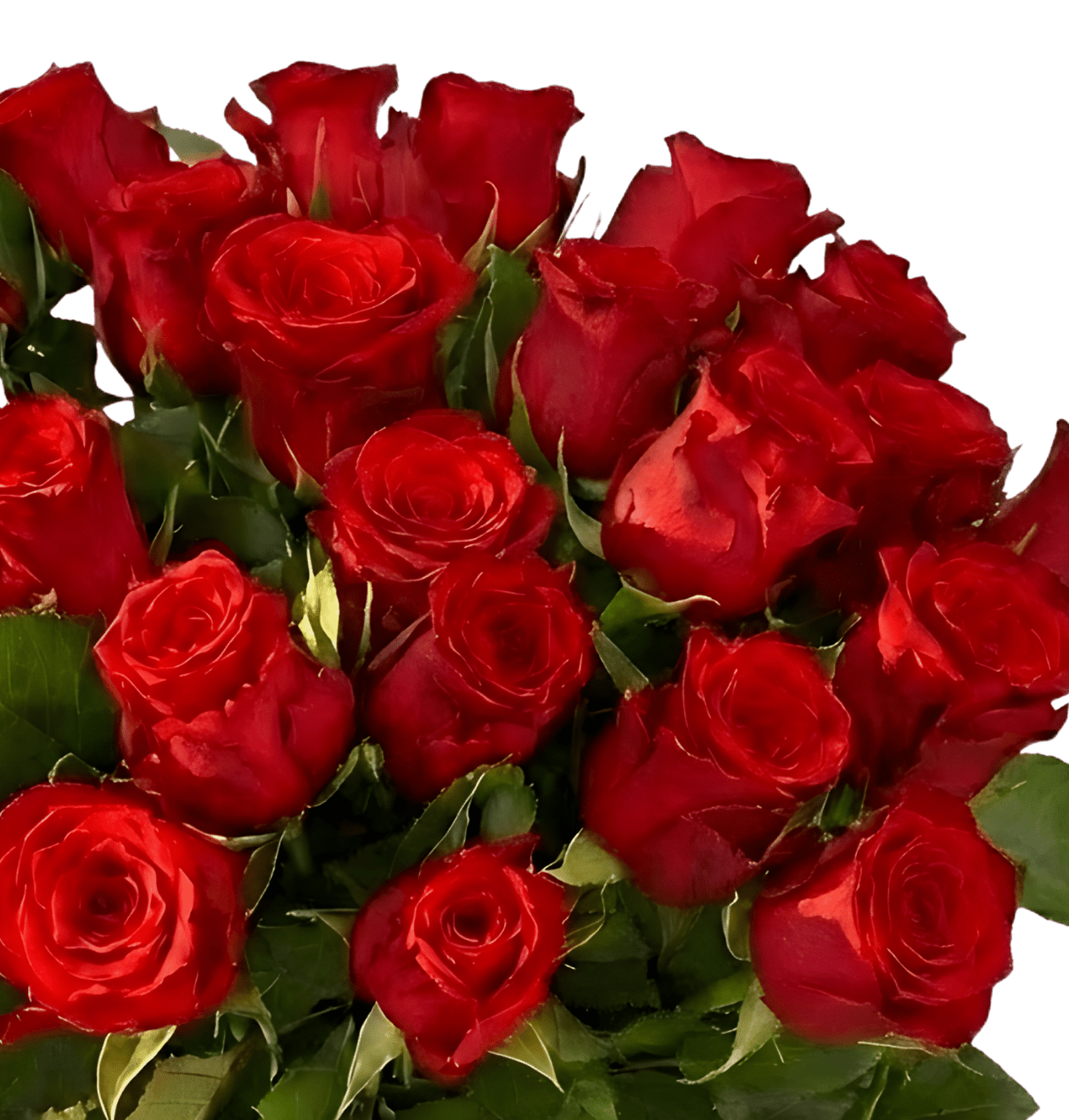 30 rote Rosen zum Weltfrauentag - Blume Ideal