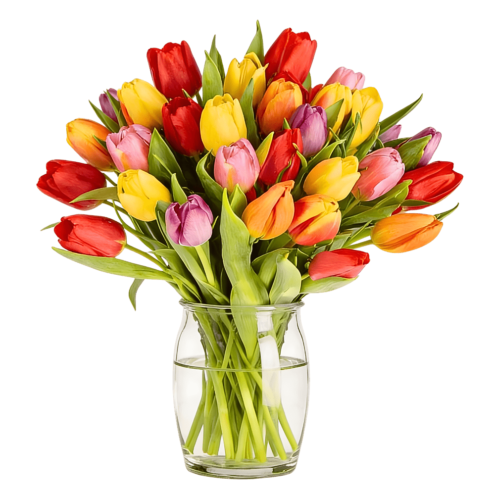 33 bunte Tulpen - Blume Ideal