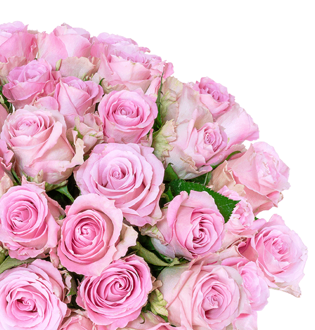 33 pinke Rosen zum Muttertag - Blume Ideal
