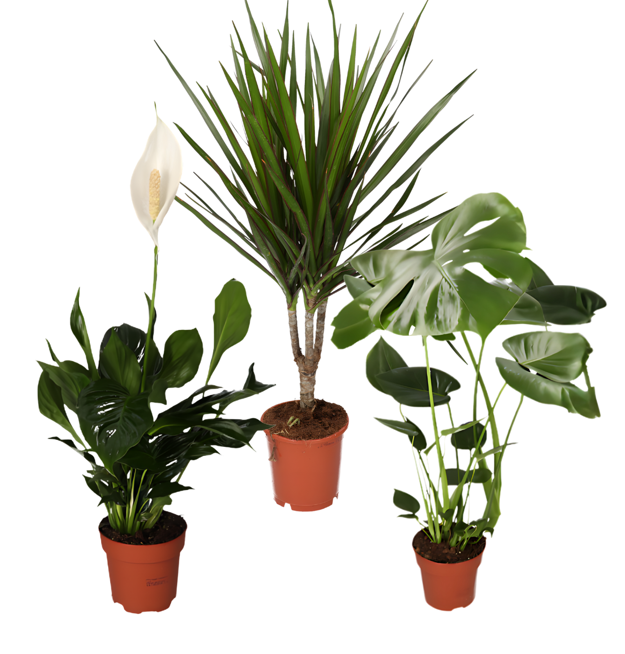 “Luftreiniger” Pflanzen-Set | 3er-Set | ca. 40-70 cm | Ø 12-15 cm Topf