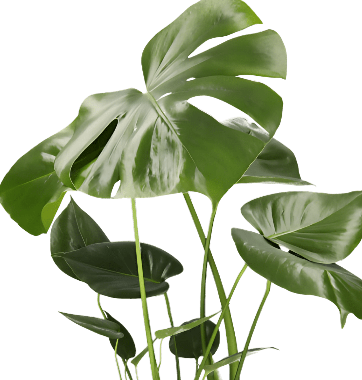 3er - Set | Monstera “Deliciosa” | +/ - 50 - 60cm | ø 12 - 15cm Topf - Blume Ideal
