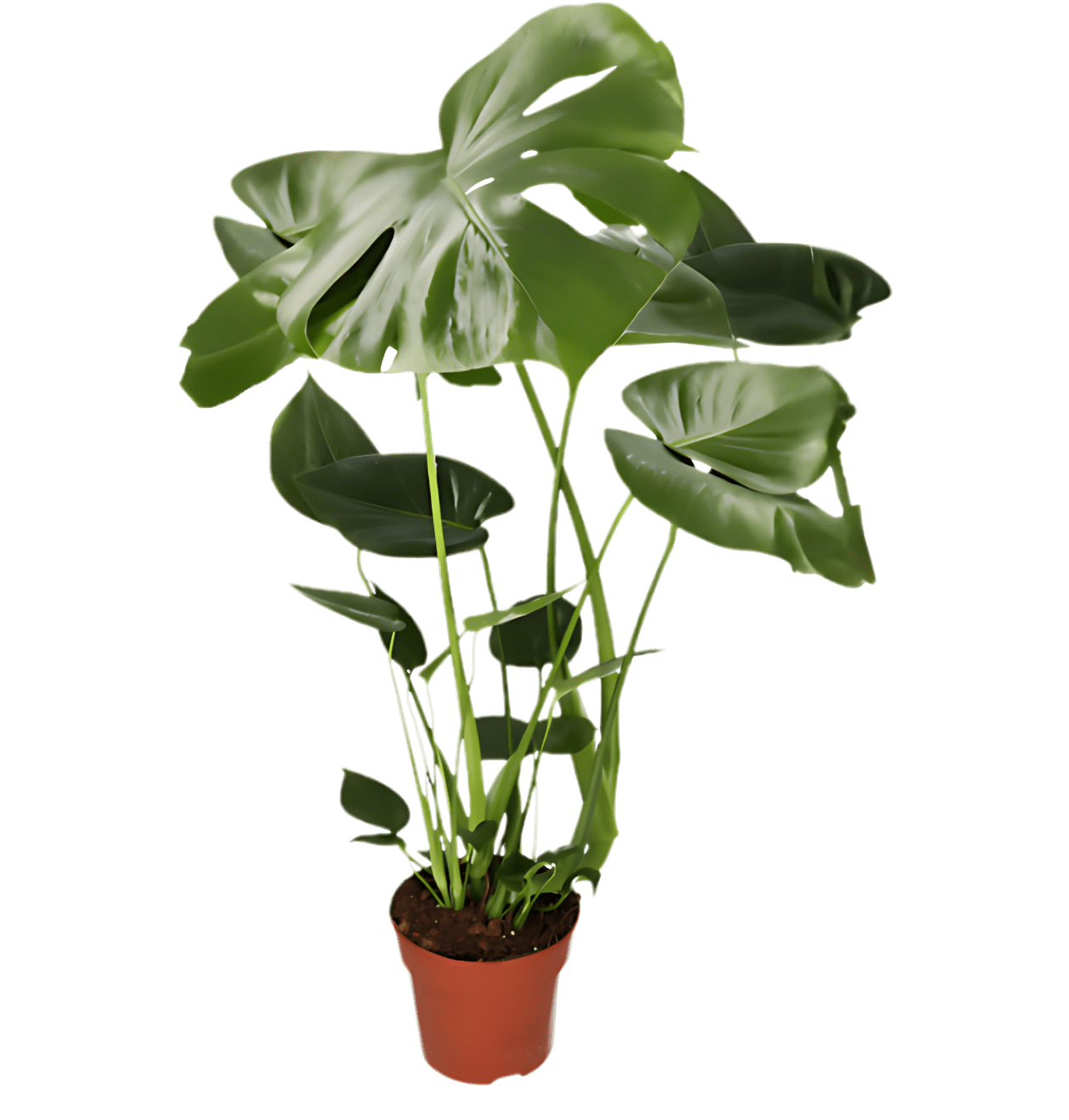 3er - Set | Monstera “Deliciosa” | +/ - 50 - 60cm | ø 12 - 15cm Topf - Blume Ideal