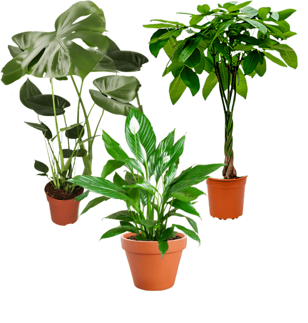 3er - Set | Monstera | Einblatt | Glückskastanie | +/ - 45 - 65cm | ø 12 - 15cm Topf - Blume Ideal