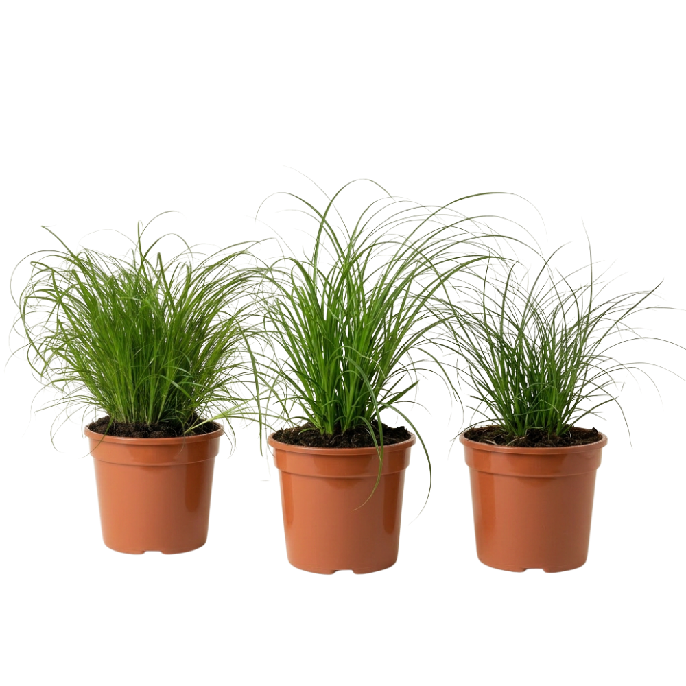 Katzengras | Cyperus zumula