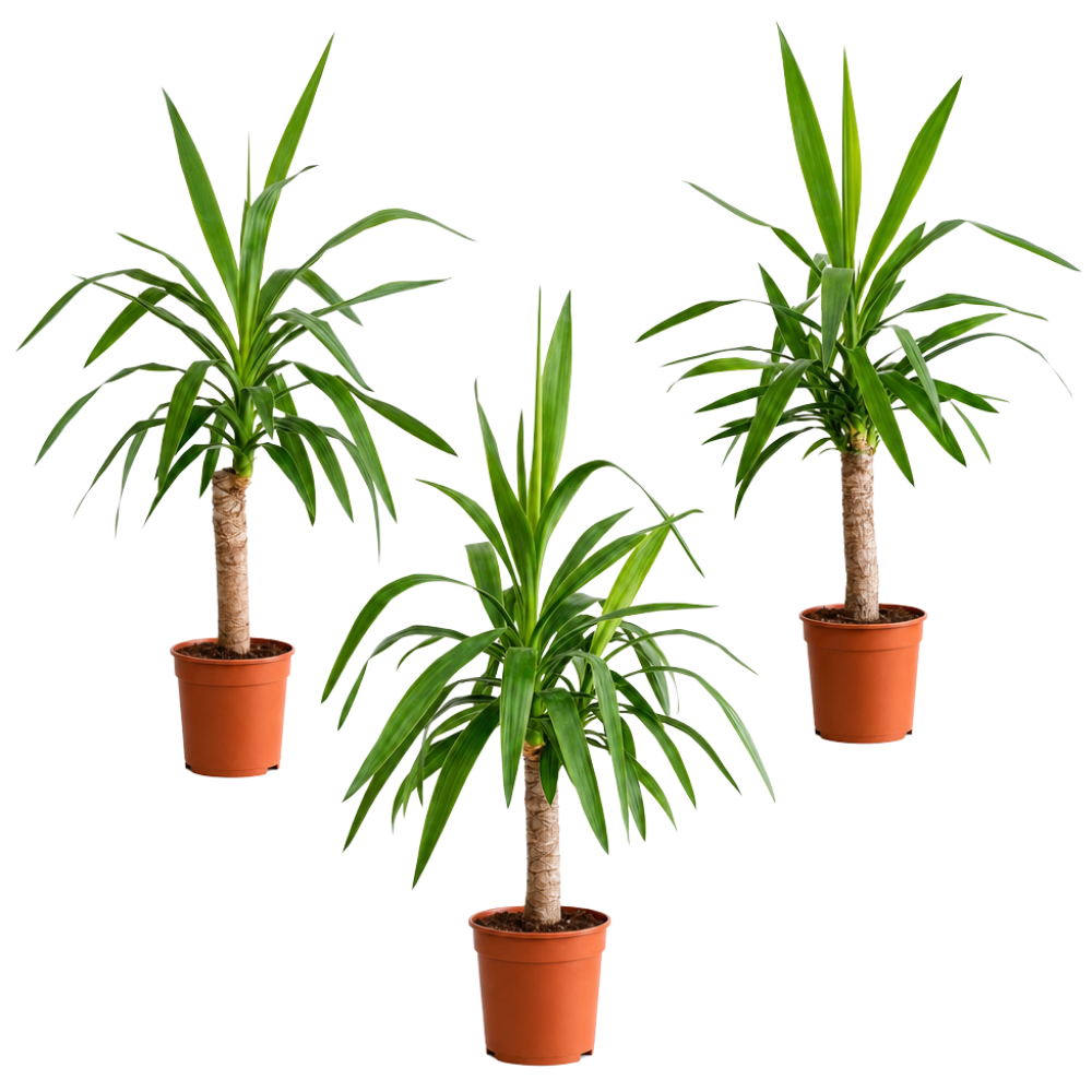 Yucca | 3er-Set | ca. 50 cm | Ø 12-15 cm Topf
