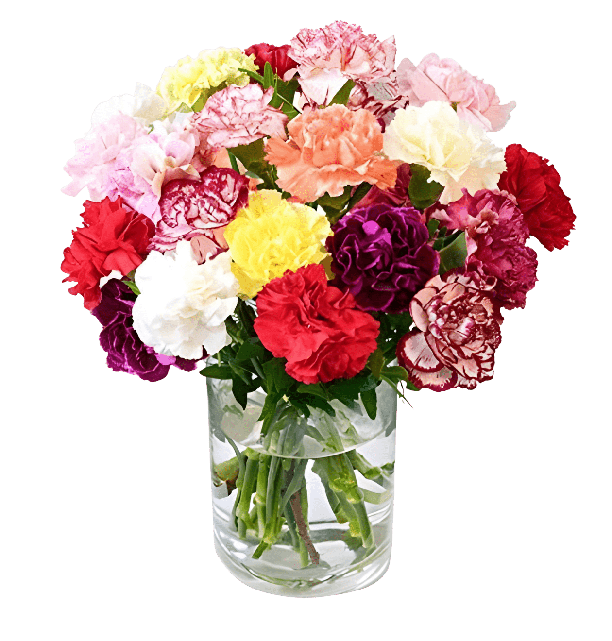 40 bunte Nelken - Blume Ideal