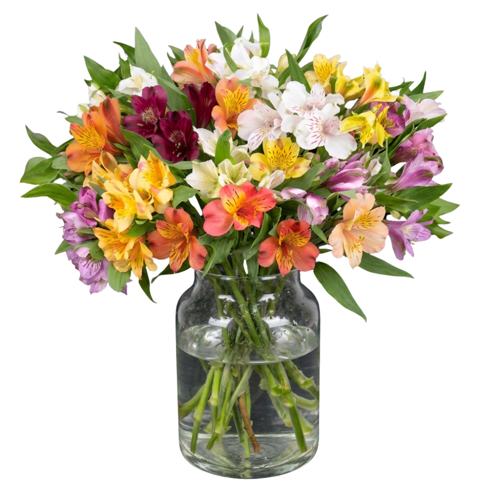 40 Inkalilien mit bis zu 300 Blüten - Blume Ideal