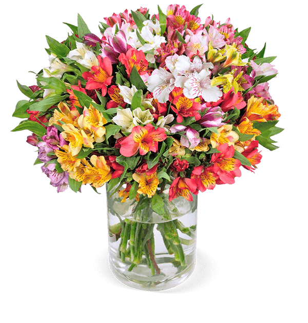 40 Inkalilien mit bis zu 300 Blüten