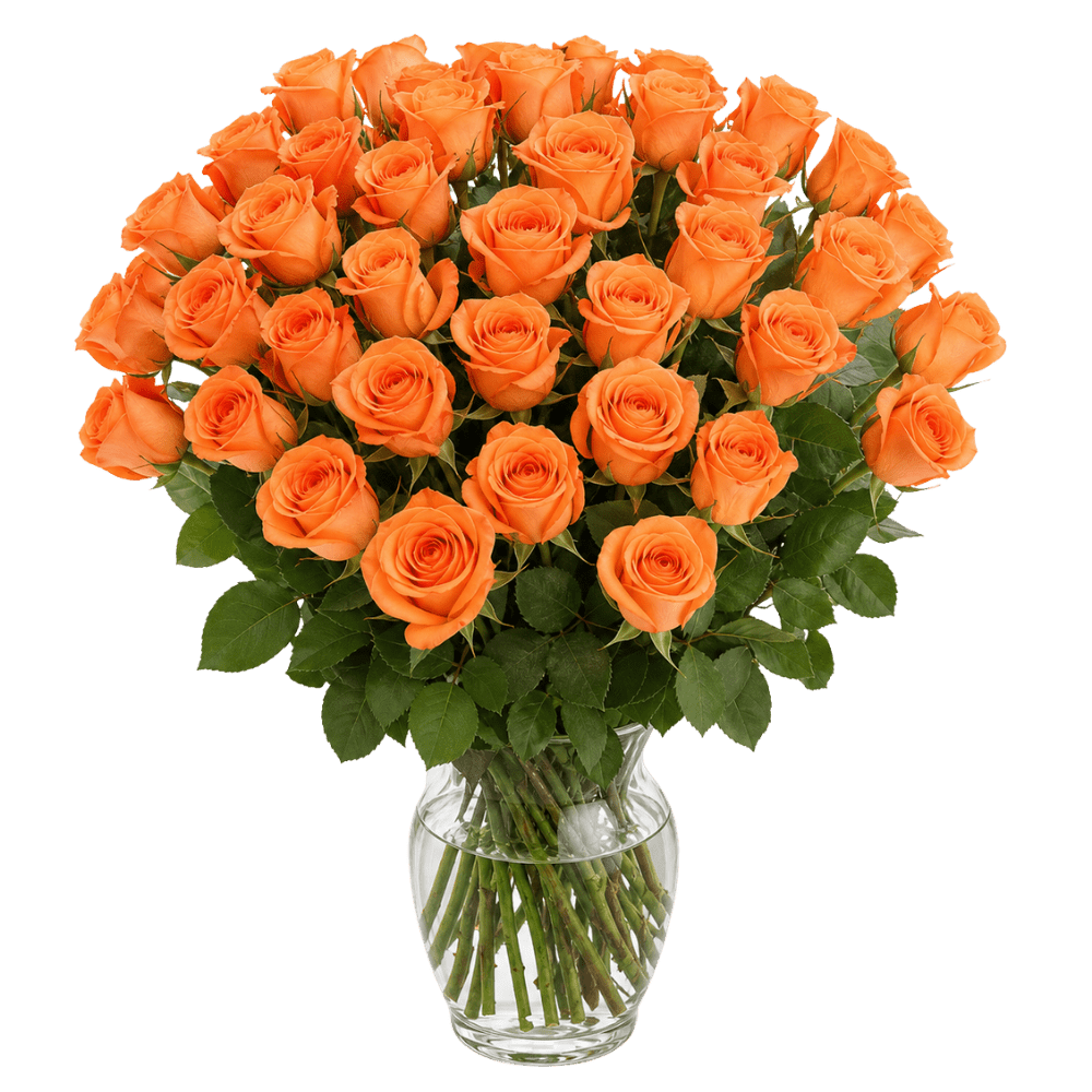 40 orange Rosen - Blume Ideal