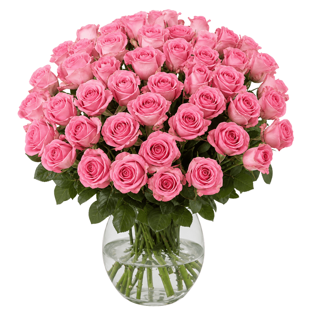 40 pinke Rosen - Blume Ideal