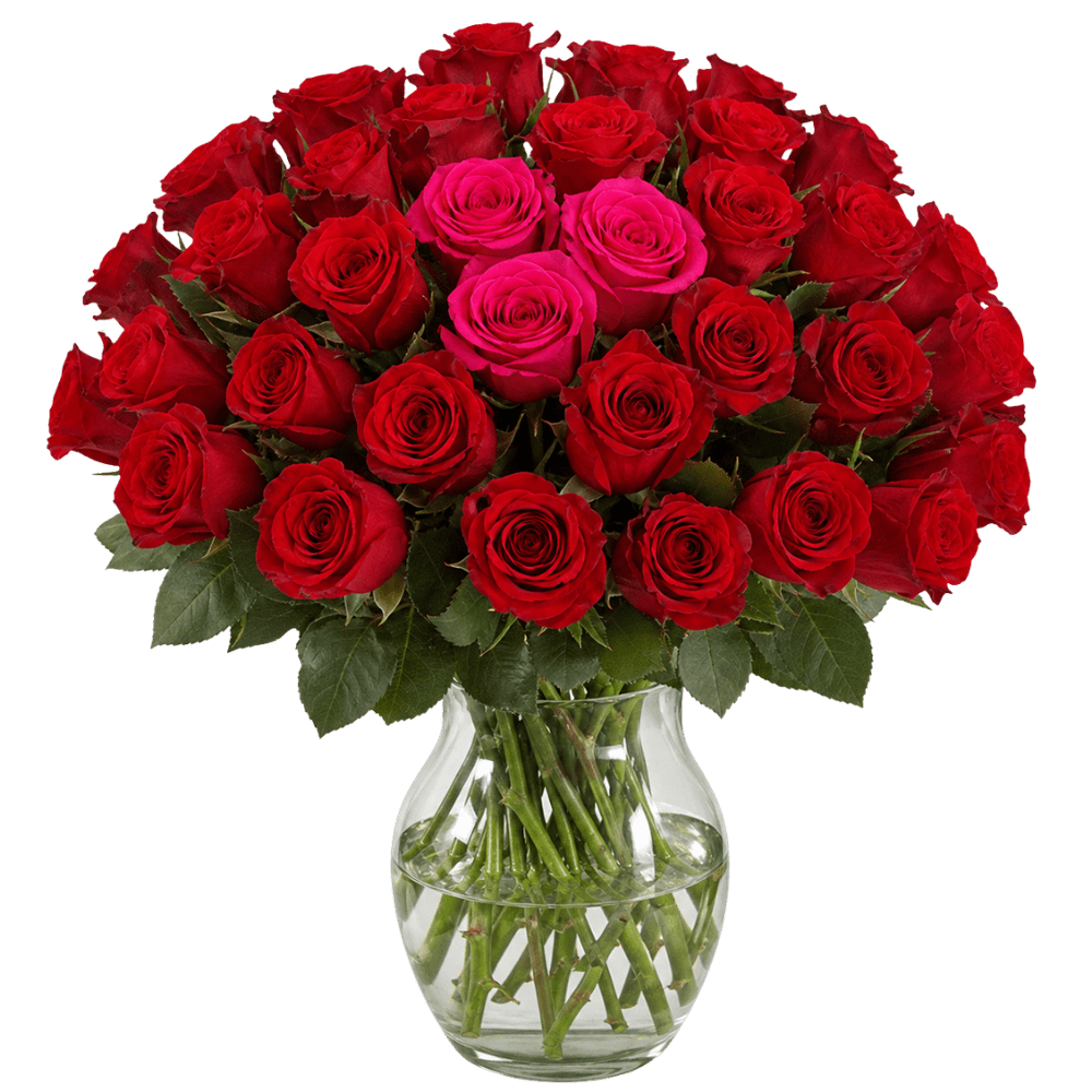 40 Rosen - “Heartbeat” - Blume Ideal