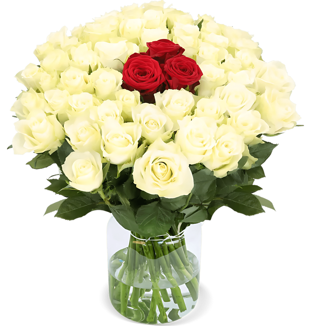 40 Rosen - “Nordlicht” - Blume Ideal