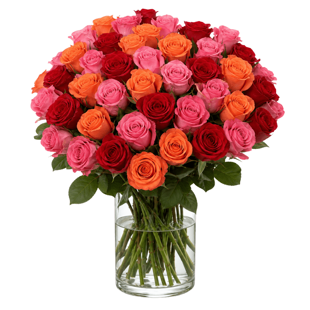 40 Rosen - “Rosenbeet” - Blume Ideal