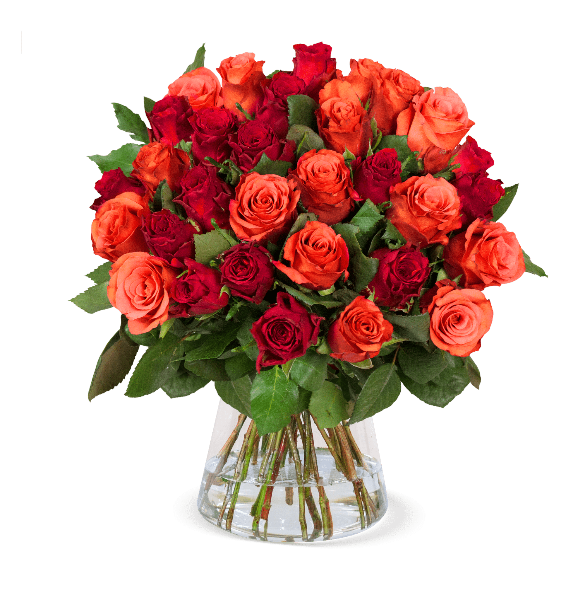 40 Rosen "Trick & Treat" - Blume Ideal