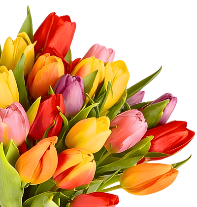 44 bunte Tulpen - Blume Ideal