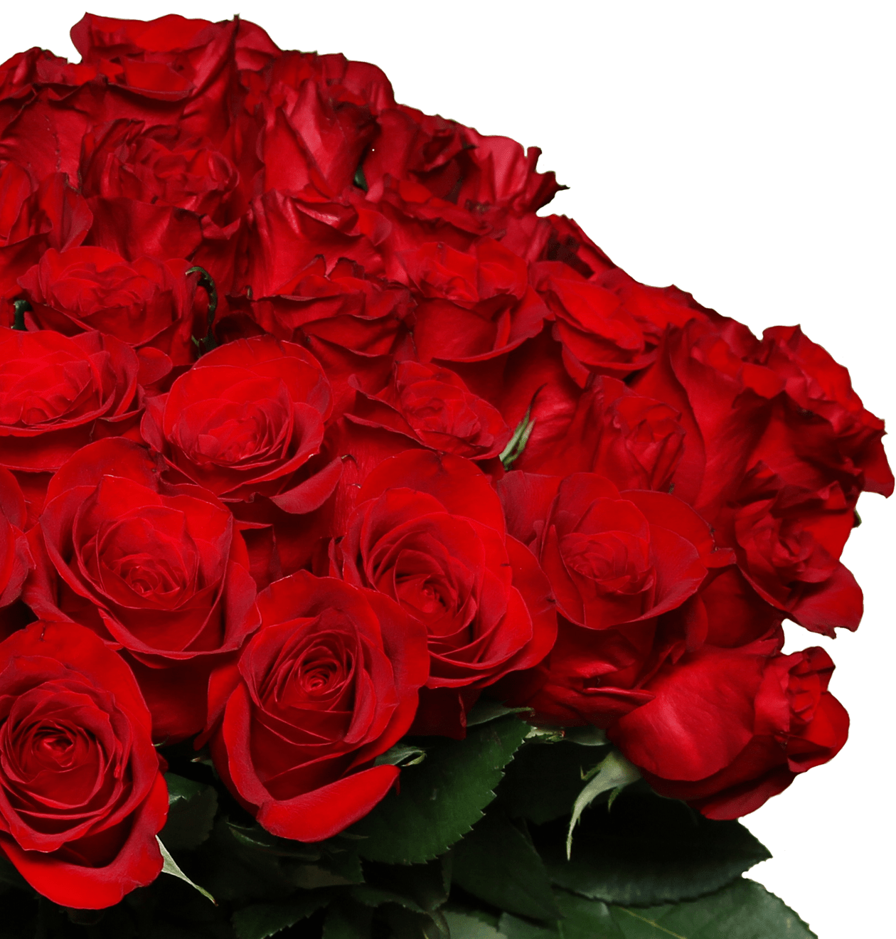 44 rote Rosen "ClassicRed" - Blume Ideal