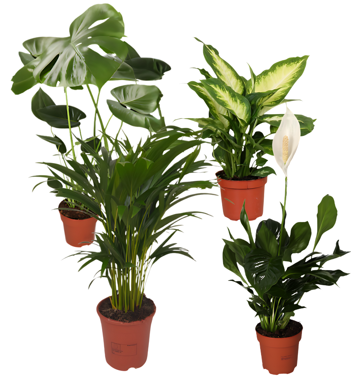 “Luftreiniger” Pflanzen-Set | 4er-Set | ca. 40-70 cm | Ø 12-15 cm Topf