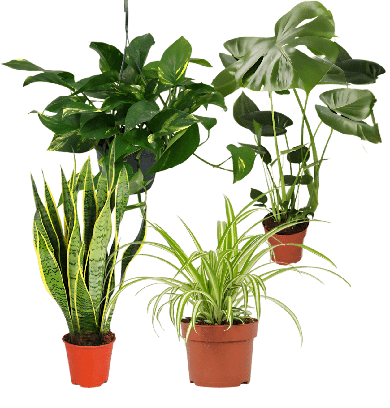efeutute monstera 4er-Set EasyCare - Pflegeleichte Zimmerpflanzen
