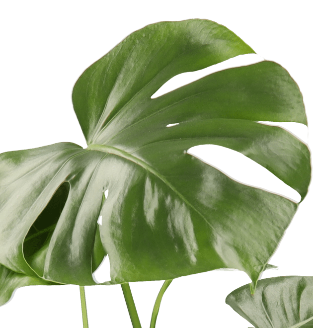 4er - Set| Monstera | Einblatt | Dieffenbachie | Goldfruchtpalme |+/ - 40 - 45cm | ø 12 - 15cm Topf - Blume Ideal