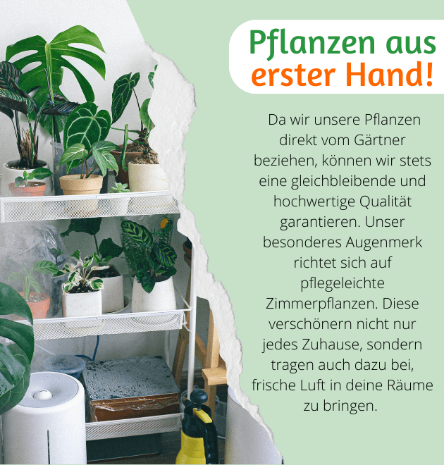 4er - Set| Monstera | Einblatt | Dieffenbachie | Goldfruchtpalme |+/ - 40 - 45cm | ø 12 - 15cm Topf - Blume Ideal
