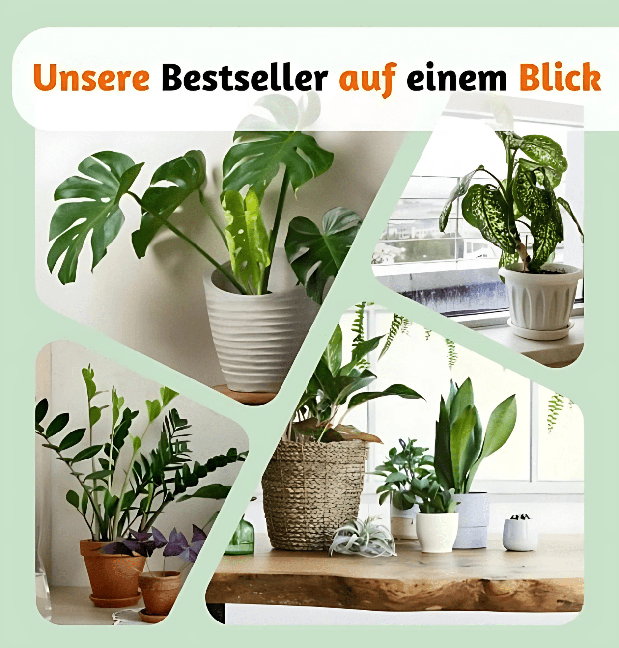 4er - Set "Tierfreund" Bergpalme | Glückskastanie | Bananenpflanze | Korbmarante | +/ - 30 - 60cm | ø 12 - 15cm Topf - Blume Ideal