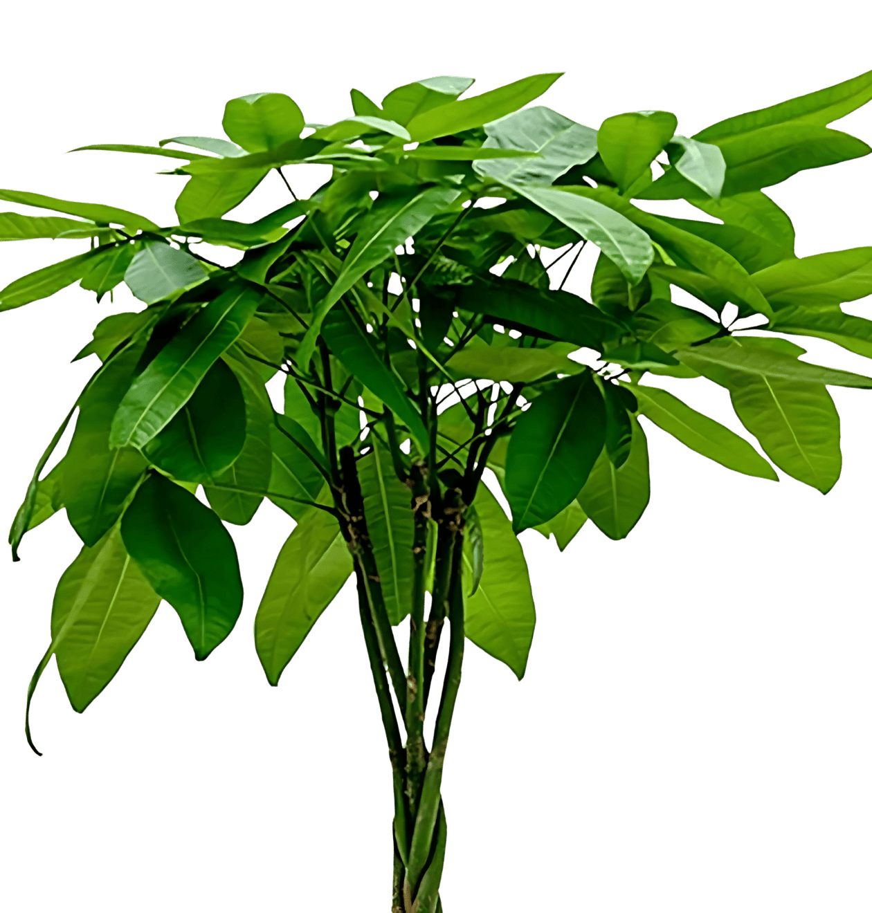 4er - Set "Tierfreund" Bergpalme | Glückskastanie | Bananenpflanze | Korbmarante | +/ - 30 - 60cm | ø 12 - 15cm Topf - Blume Ideal