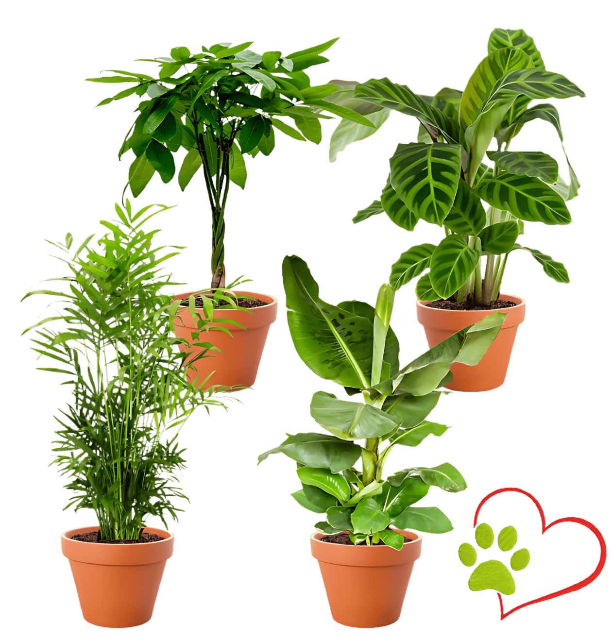 4er - Set "Tierfreund" Bergpalme | Glückskastanie | Bananenpflanze | Korbmarante | +/ - 30 - 60cm | ø 12 - 15cm Topf - Blume Ideal