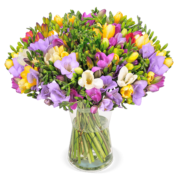50 bunte Freesien mit bis zu 400 Blüten - Blume Ideal