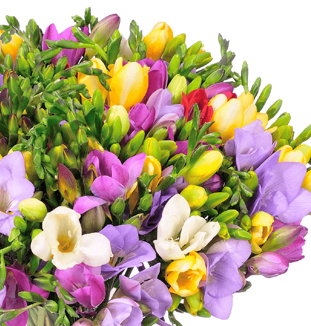 50 bunte Freesien mit bis zu 400 Blüten - Blume Ideal