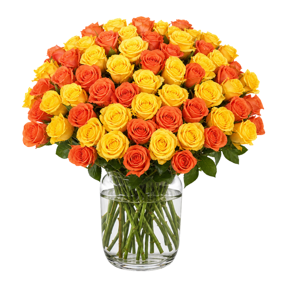 50 gelb orange Rosen - Blume Ideal