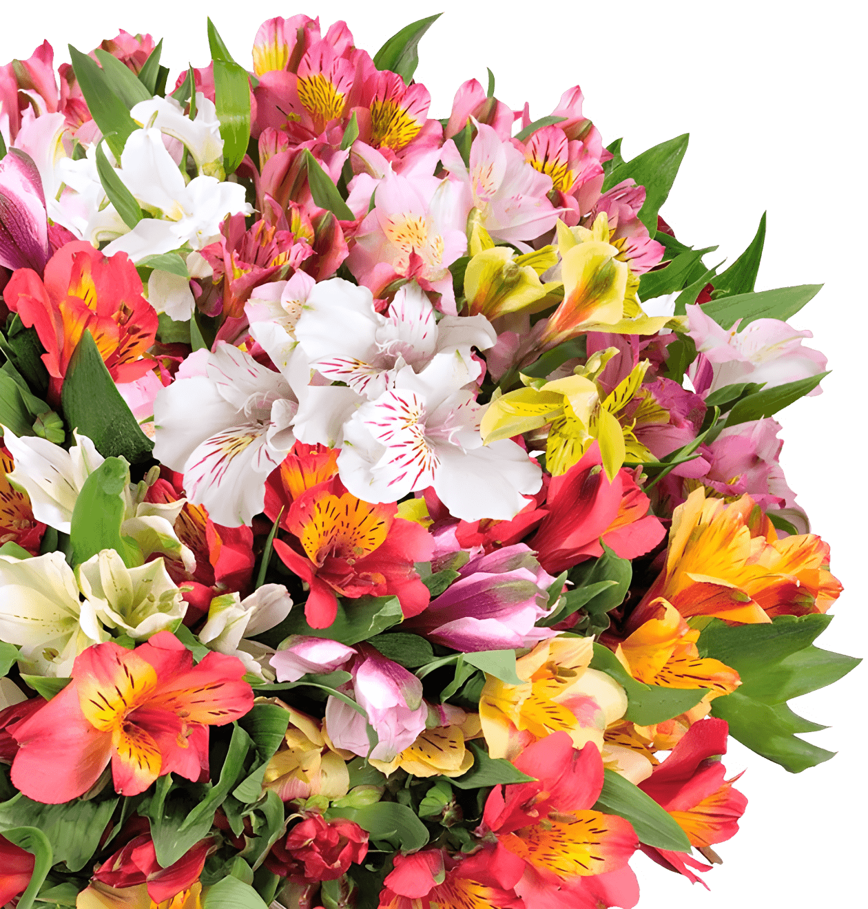 50 Inkalilien mit bis zu 400 Blüten - Blume Ideal