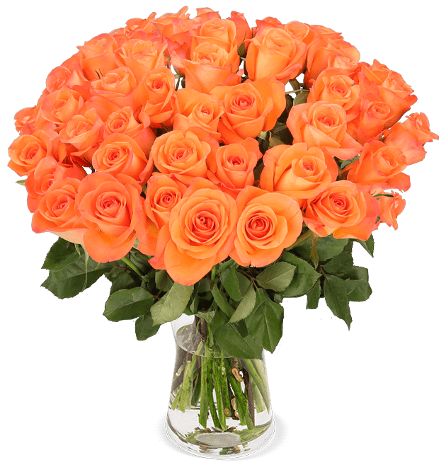 50 orange Rosen - Blume Ideal
