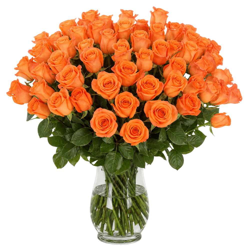 50 orange Rosen - Blume Ideal