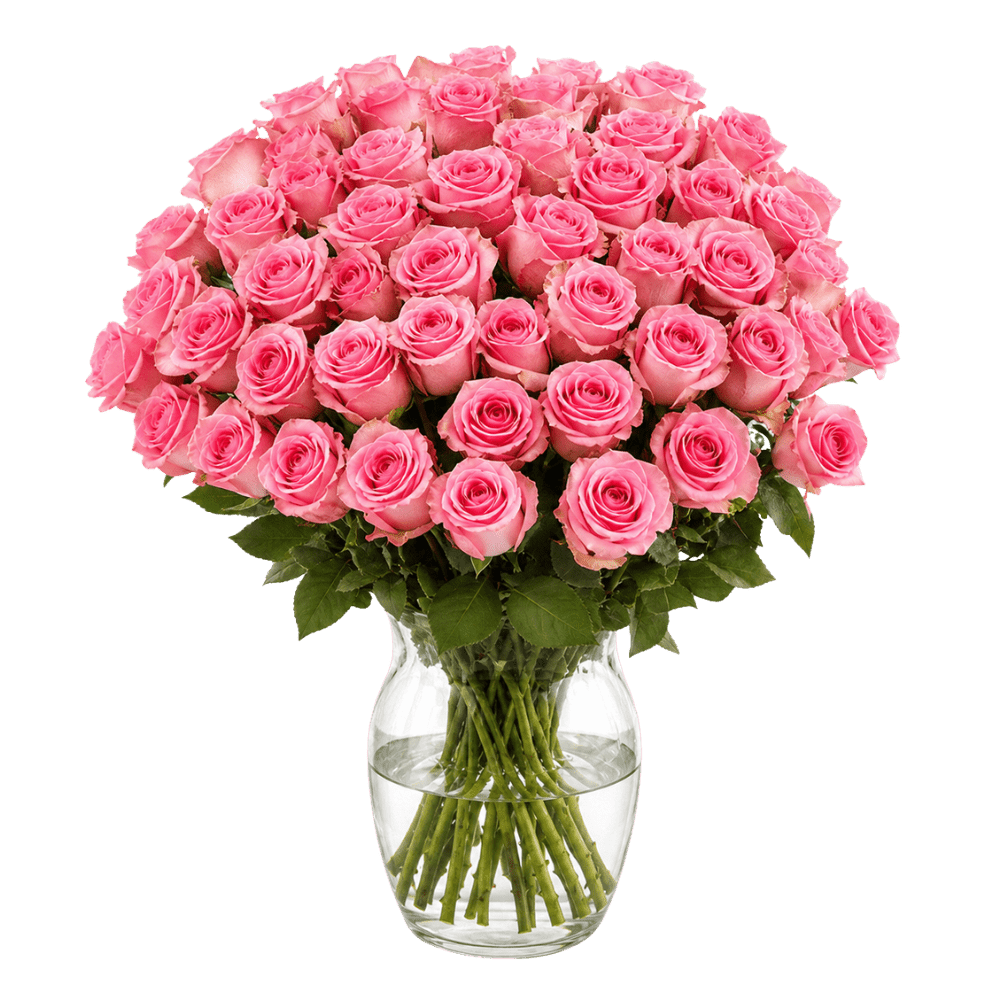 50 pinke Rosen - Blume Ideal