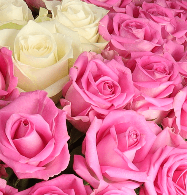 50 Rosen - "Pink Special" - Blume Ideal