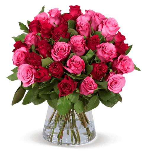 50 Rosen kaufen - Alle Farben | BlumeIdeal.de
