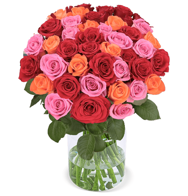 50 Rosen - "Rosenbeet" - Blume Ideal