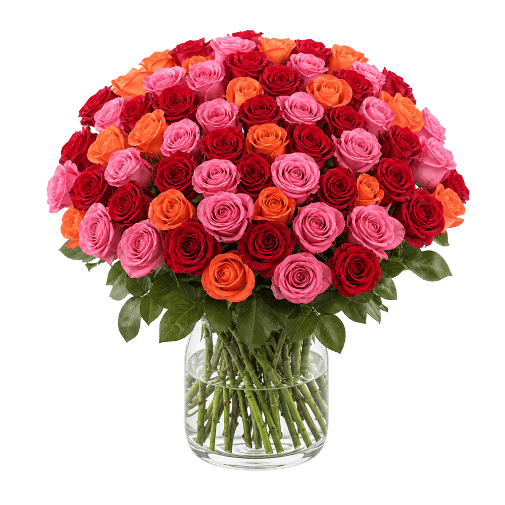 50 Rosen - "Rosenbeet" - Blume Ideal