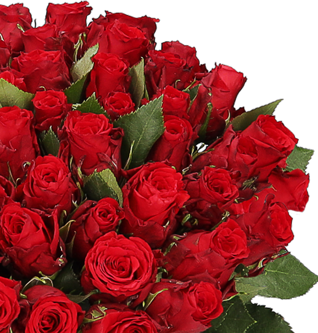 50 rote Rosen