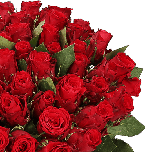 50 Rosen kaufen - Alle Farben | BlumeIdeal.de