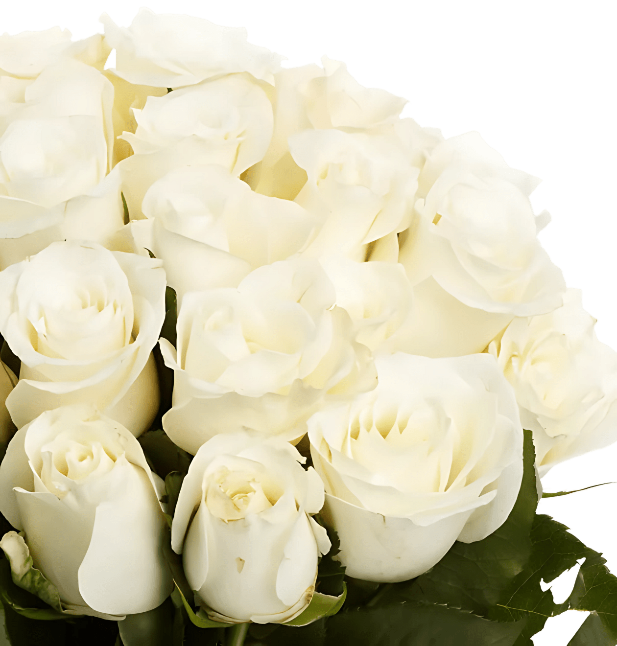 50 weiße Rosen - Blume Ideal