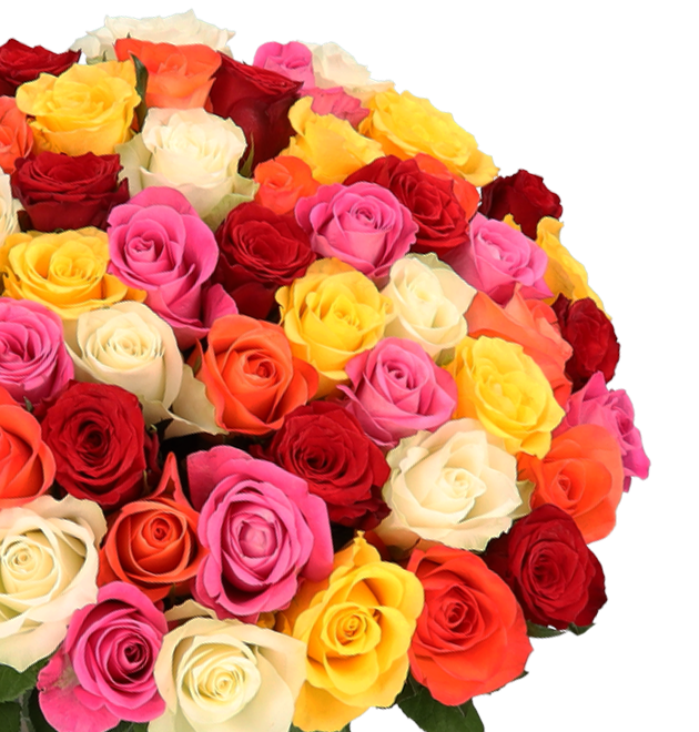50 bunte Rosen