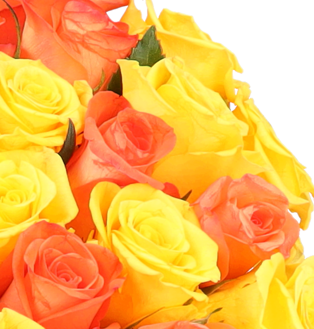 50 gelb orange Rosen