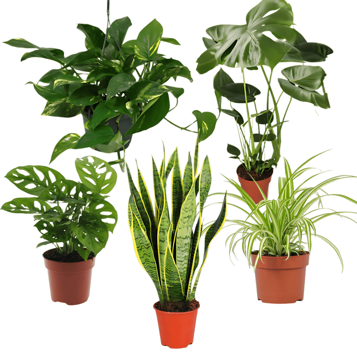 5er Set EasyCare – Monstera, Bogenhanf & mehr