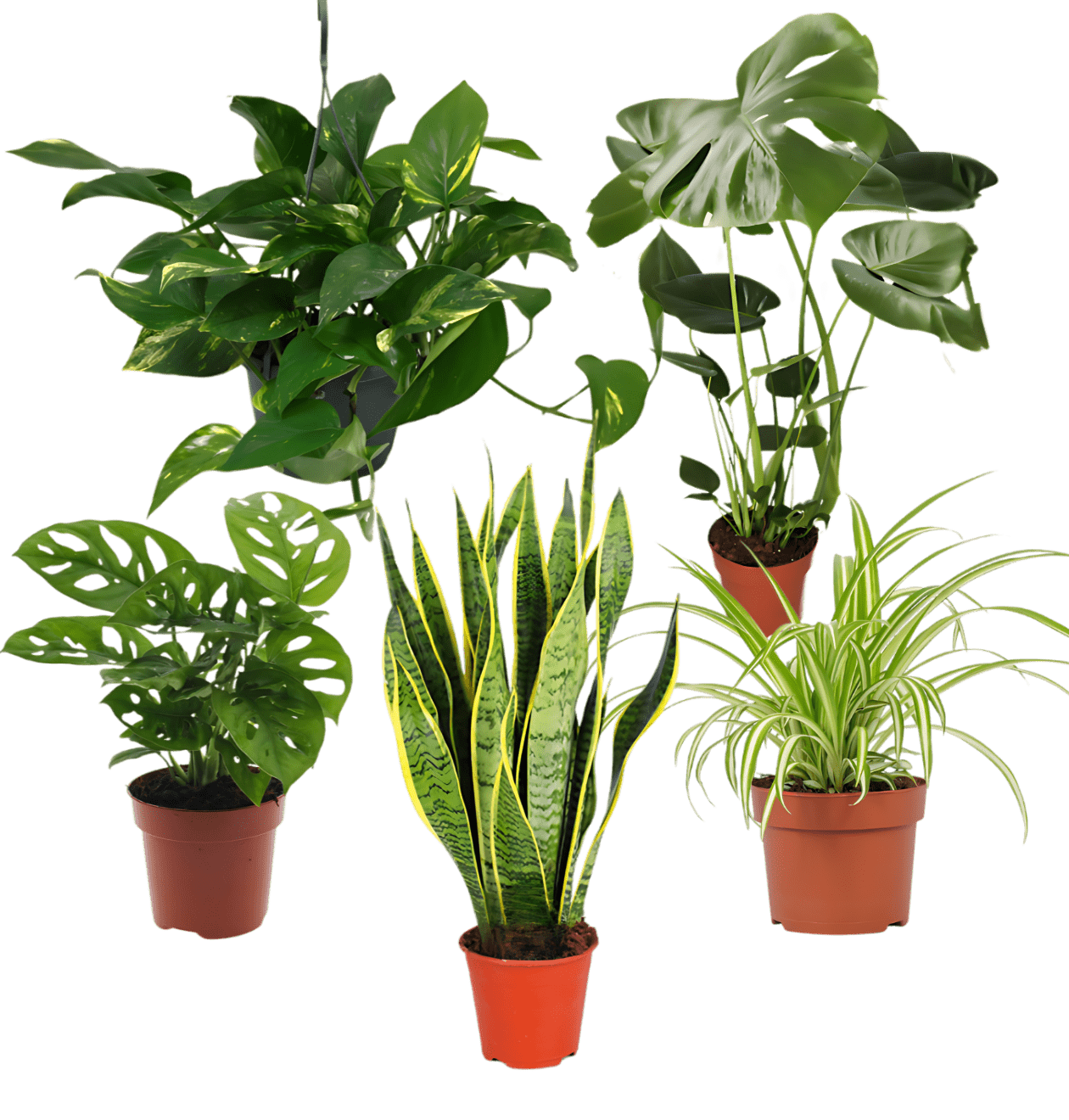 5er - Set “EasyCare” | Monstera | Bogenhanf | Efeutute | Grünlilie | Affenblatt | +/ - 30 - 60cm | ø 12 - 15cm Topf - Blume Ideal