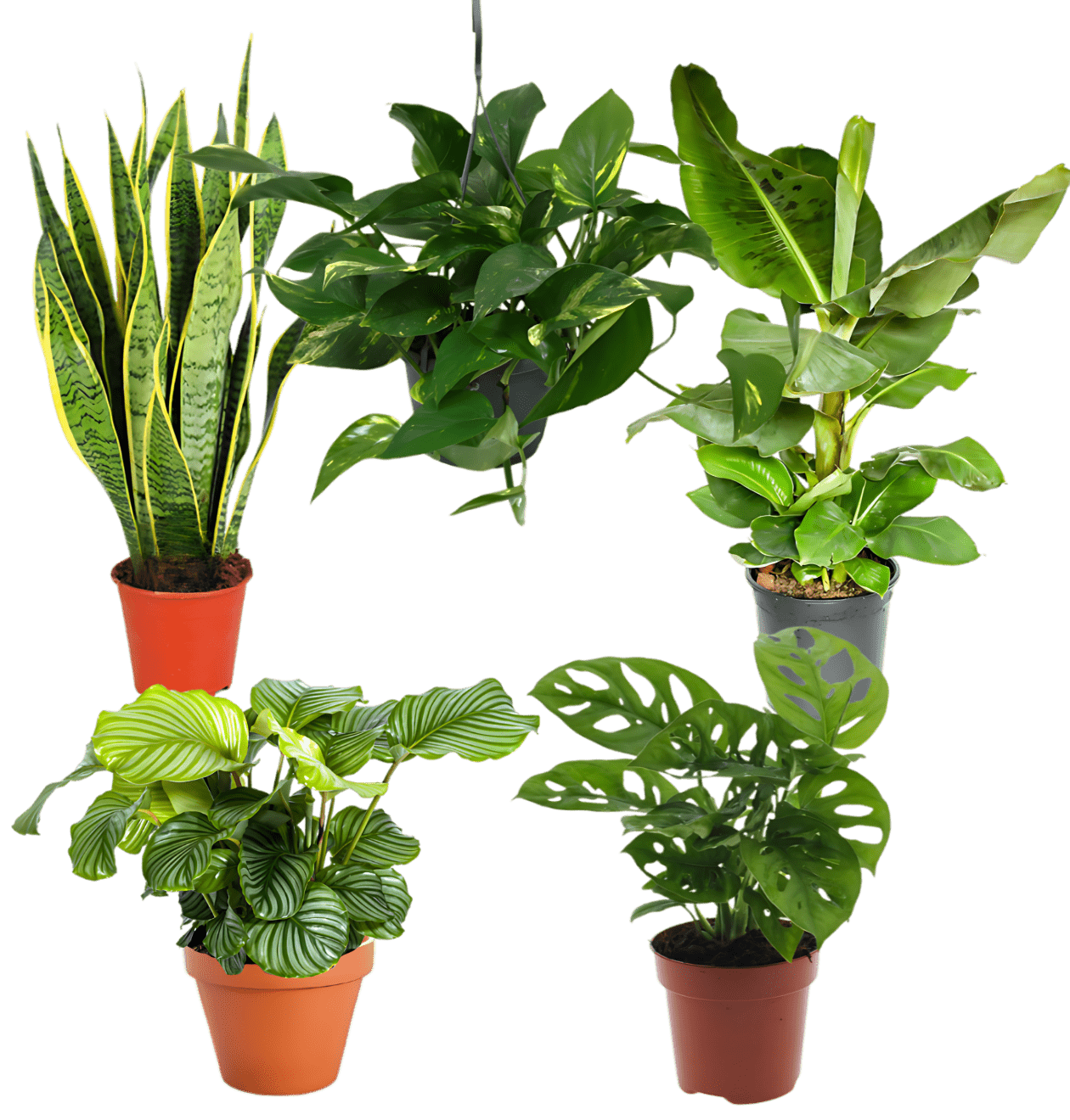 5er - Set “Exotica” | Bananenpflanze | Korbmarante | Affenblatt | Efeutute | Bogenhanf | +/ - 25 - 50cm | ø 12 - 15cm Topf - Blume Ideal