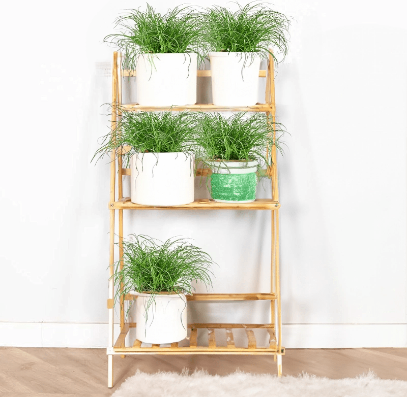 5er - Set | Katzengras | +/ - 30 - 40cm | ø 10 - 15cm Topf - Blume Ideal