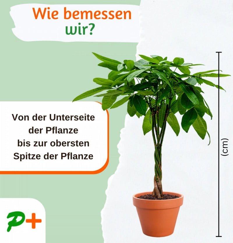 5er - Set | Katzengras | +/ - 30 - 40cm | ø 10 - 15cm Topf - Blume Ideal